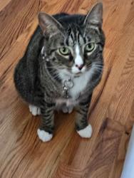 Lost Male Cat last seen Race Street and 7th Avenue Parkway, Denver, CO 80206