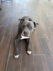 Found/Stray Female Dog last seen Rio Vista Elementary, Anaheim, CA 92806