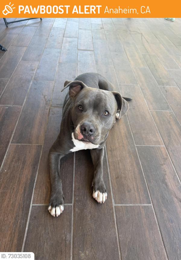 Found/Stray Female Dog last seen Rio Vista Elementary, Anaheim, CA 92806
