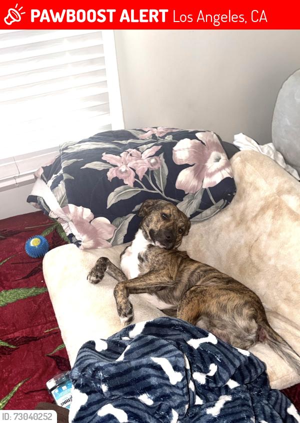 Lost Male Dog last seen Hollywood blvd, Los Angeles, CA 90028