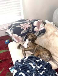 Lost Male Dog last seen Hollywood blvd, Los Angeles, CA 90028