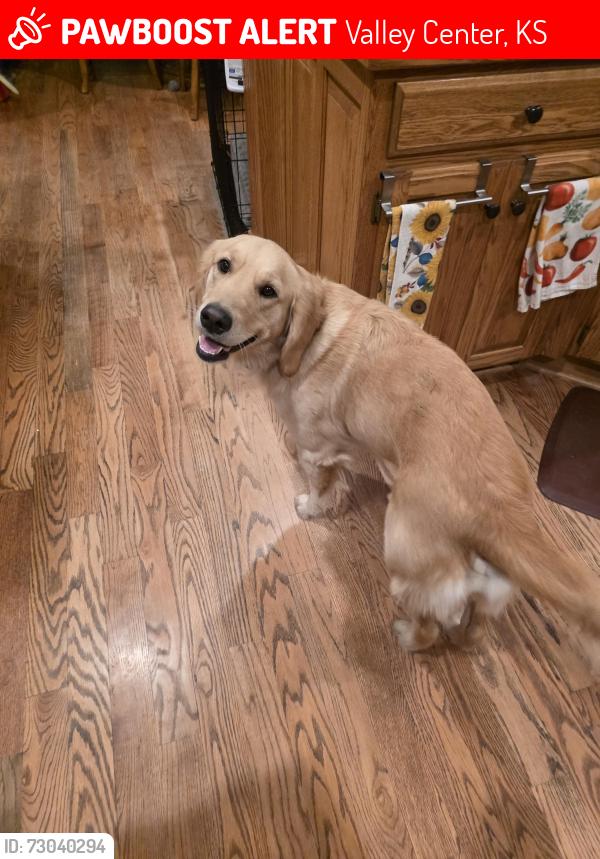 Lost Female Dog last seen Hydraulic & 98th, Valley Center, KS 67147