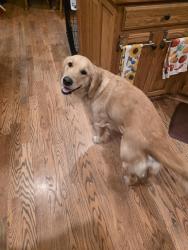 Lost Female Dog last seen Hydraulic & 98th, Valley Center, KS 67147