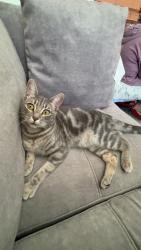 Reunited Female Cat last seen North Richmond, Richmond, CA 94801