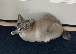 Lost Male Cat last seen Alma and Churchill, Palo Alto, CA 94301