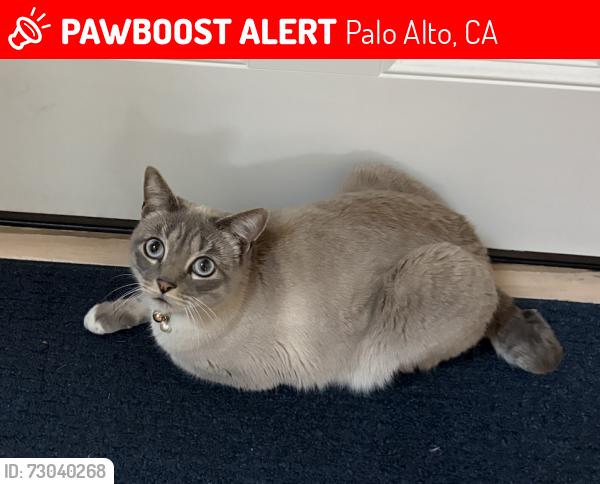 Lost Male Cat last seen Alma and Churchill, Palo Alto, CA 94301