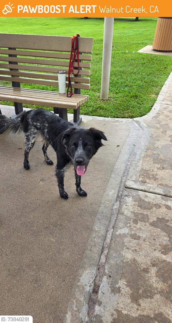 Found/Stray Male Dog last seen Walnut Creek dog park, Rosenberg, TX, Walnut Creek, CA 94597
