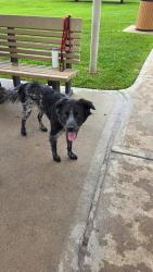 Found/Stray Male Dog last seen Walnut Creek dog park, Rosenberg, TX, Walnut Creek, CA 94597