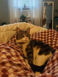 Lost Female Cat last seen Heathmere Crescent & Medbury Drive, Midlothian, VA 23113
