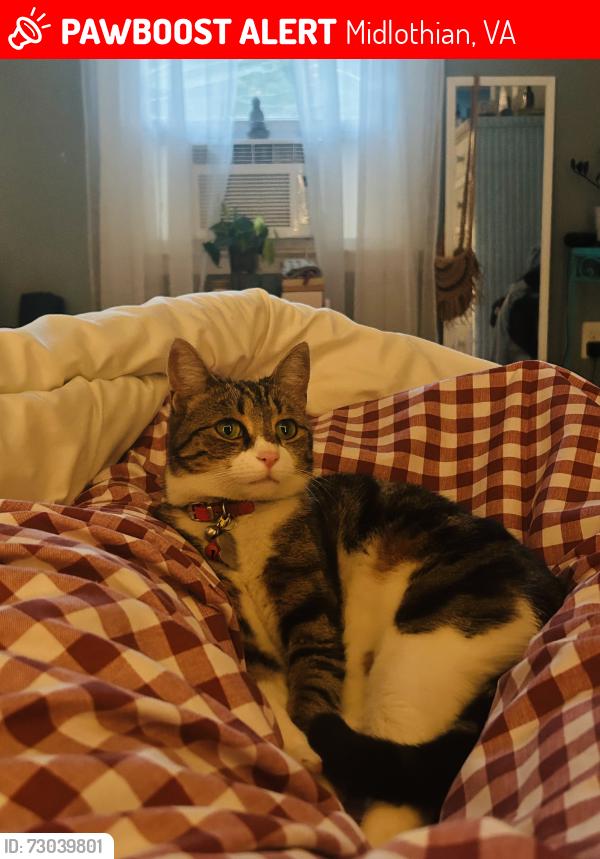 Lost Female Cat last seen Heathmere Crescent & Medbury Drive, Midlothian, VA 23113