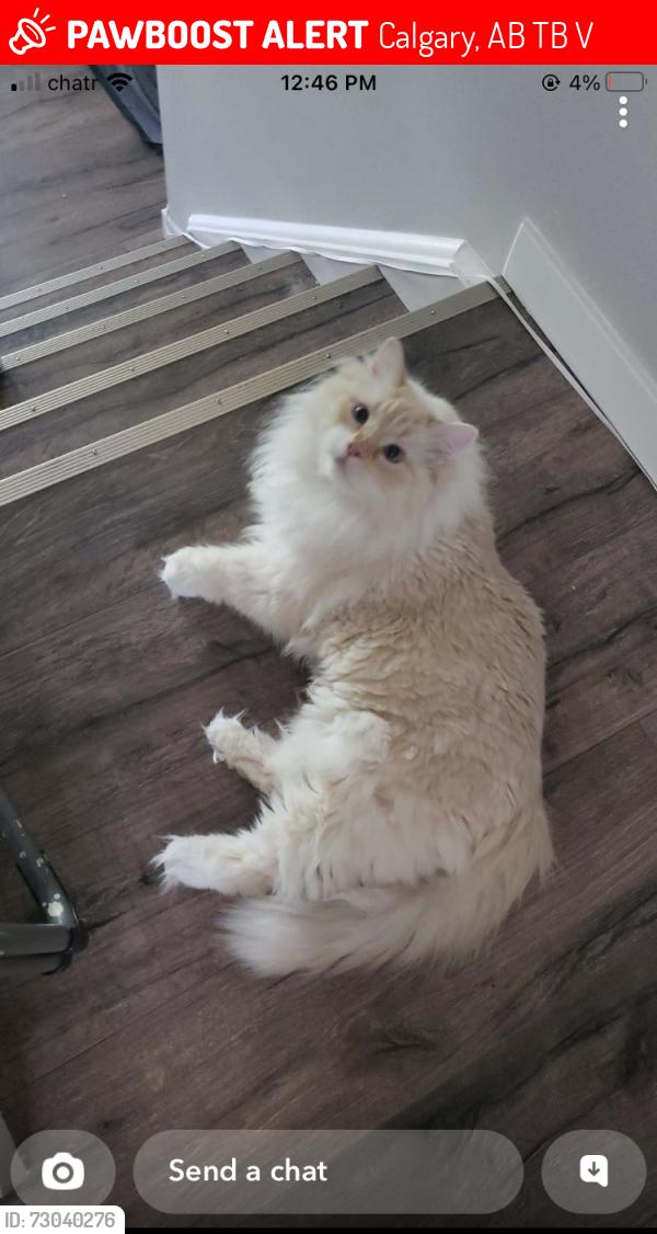 Lost Male Cat last seen Silver Springs School, silver mead road, Calgary, AB T3B 3V2