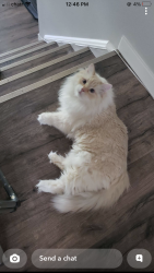Lost Male Cat last seen Silver Springs School, silver mead road, Calgary, AB T3B 3V2