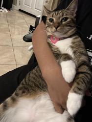 Reunited Female Cat last seen Pueblo vista , Napa, CA 94558