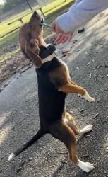 Lost Female Dog last seen Stoney Creek Entrance and Ewell Rd, Lakeland, FL 33811