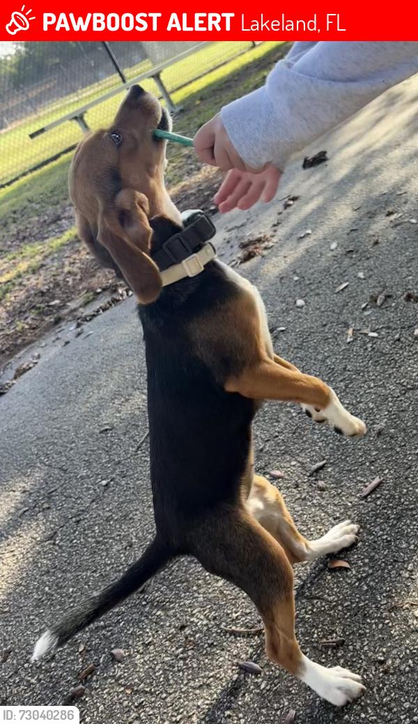Lost Female Dog last seen Stoney Creek Entrance and Ewell Rd, Lakeland, FL 33811