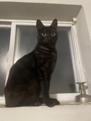 Reunited Male Cat last seen Greenwich Street between 23rd and 24th, Philadelphia, PA 19146