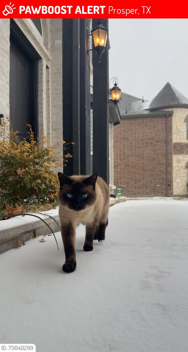 Lost Male Cat last seen Prosper High School, Prosper, TX 75078