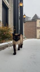 Lost Male Cat last seen Prosper High School, Prosper, TX 75078