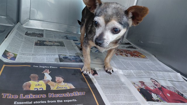 Shelter Stray Female Dog last seen , 4275 Elton St, Baldwin Park, CA 91706, USA