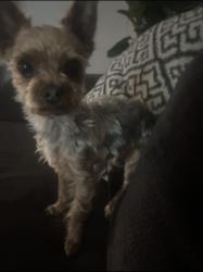 Lost Male Dog last seen S Greenwood Ave, Montebello, CA 90640
