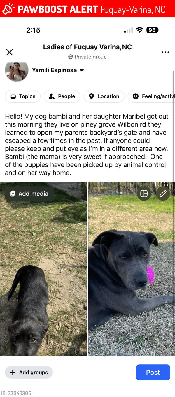 Lost Female Dog last seen Near south Fuquay-Varina. Wake/harrnet county line , Fuquay-Varina, NC 27526