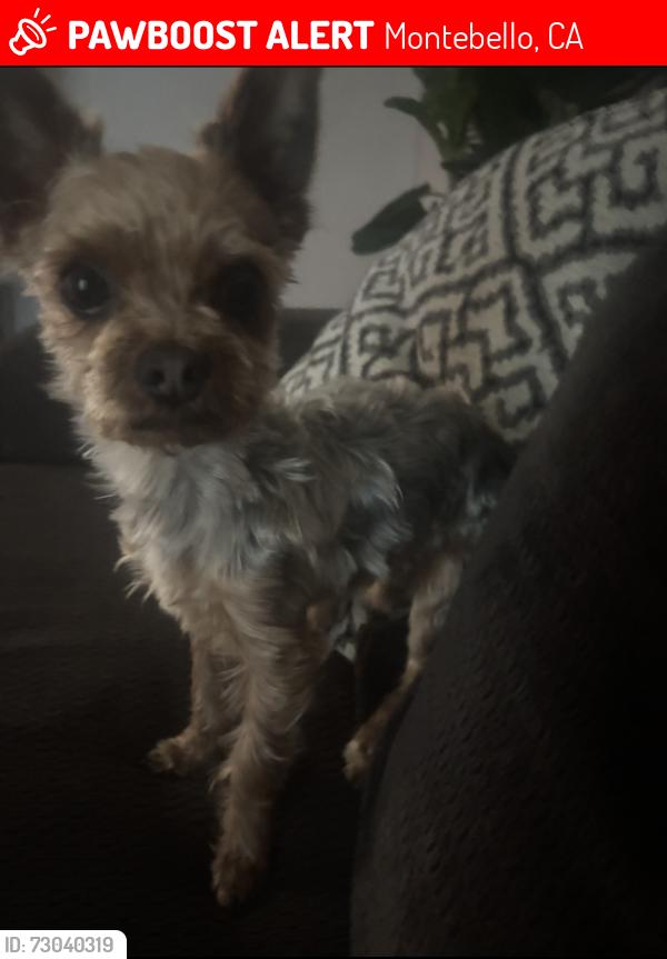 Lost Male Dog last seen S Greenwood Ave, Montebello, CA 90640