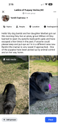 Lost Female Dog last seen Near south Fuquay-Varina. Wake/harrnet county line , Fuquay-Varina, NC 27526