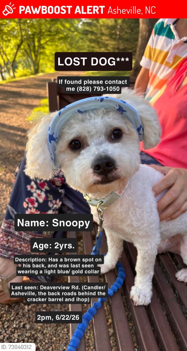 Lost Male Dog last seen Near Deaverview Rd., Asheville, NC 28806