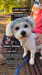 Lost Male Dog last seen Near Deaverview Rd., Asheville, NC 28806