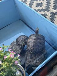 Lost Female Reptile last seen In her pen , Atlanta, GA 30308