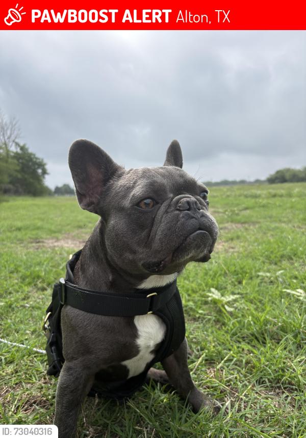 Lost Male Dog last seen Milla 4 y milla 5, Alton, TX 78573