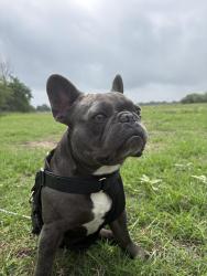 Lost Male Dog last seen Milla 4 y milla 5, Alton, TX 78573