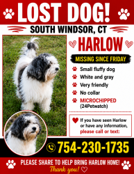 Lost Male Dog last seen Scantic meadow rd, South Windsor, CT 06074