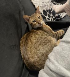 Reunited Male Cat last seen Chicory lane near Deerfield road , Riverwoods, IL 60015