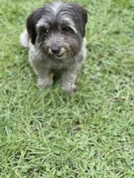 Lost Female Dog last seen Near Collins Rd Opelousas, Opelousas, LA 70570