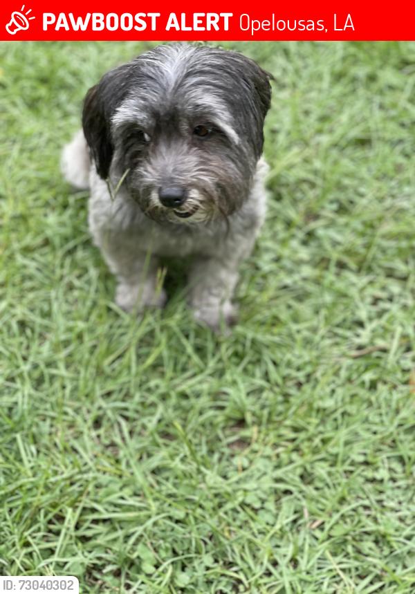 Lost Female Dog last seen Near Collins Rd Opelousas, Opelousas, LA 70570
