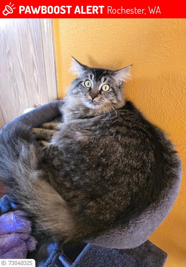 Lost Female Cat last seen James RD, Rochester, WA 98579
