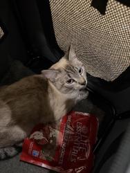 Found/Stray Female Cat last seen 17th & Violet, Boulder, CO 80306