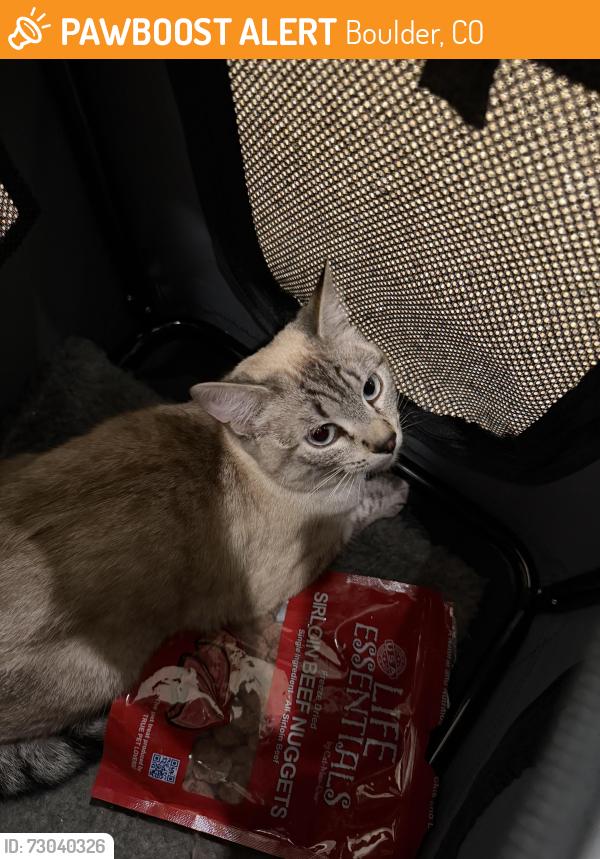 Found/Stray Female Cat last seen 17th & Violet, Boulder, CO 80306