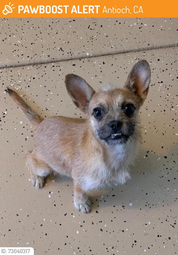 Found/Stray Male Dog last seen Sunset lane Antioch , Antioch, CA 94509
