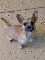 Found/Stray Male Dog last seen Sunset lane Antioch , Antioch, CA 94509