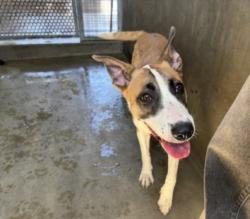 Shelter Stray Female Dog last seen , 14409 Vanowen St, Van Nuys, CA 91405, USA