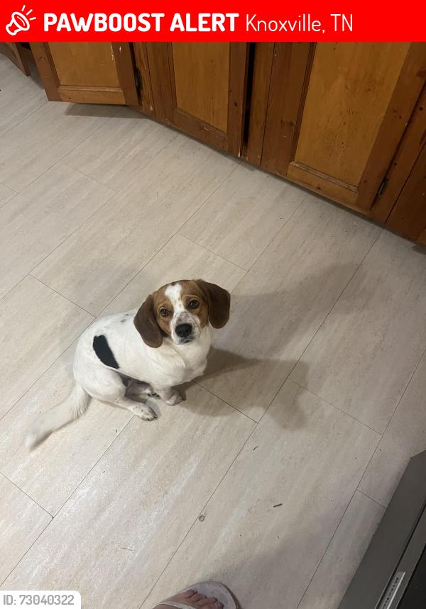 Lost Female Dog last seen Ten oak way, Knoxville, TN 37914