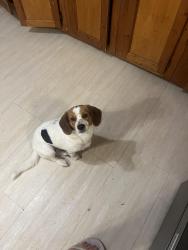 Lost Female Dog last seen Ten oak way, Knoxville, TN 37914