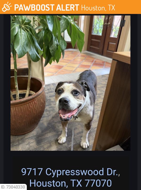 Found/Stray Unknown Dog last seen Cypresswood Dr, Houston, TX 77070