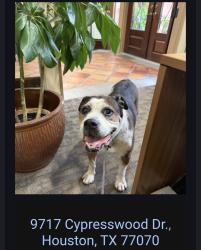 Found/Stray Unknown Dog last seen Cypresswood Dr, Houston, TX 77070