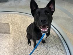 Shelter Stray Male Dog last seen , 3201 Lacy St, Los Angeles, CA 90031, USA
