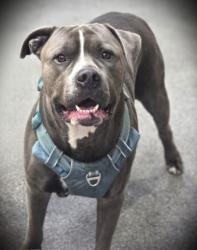 Shelter Stray Male Dog last seen , 3201 Lacy St, Los Angeles, CA 90031, USA