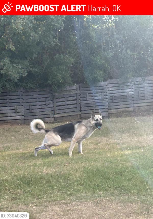 Lost Male Dog last seen Autumn Trail, Harrah, OK 73045