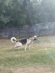 Lost Male Dog last seen Autumn Trail, Harrah, OK 73045